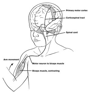 FrontalMotorPathways.jpg