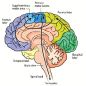 MedialMotor124.jpg