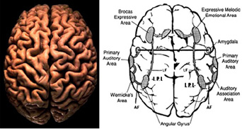 BrainLanguageAxis2.jpg