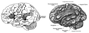 LanguageAxisCutAway.jpg