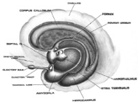 BrainMindLimbicSystem100.jpg