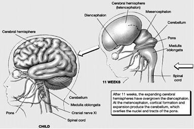 BrainDevelopment1.jpg