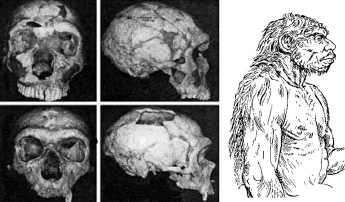 NeanderthalCrania99.jpg