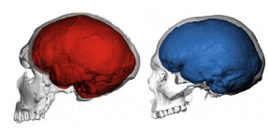 NeanderthalHumanBrain479.jpg