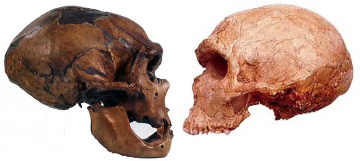 NeanderthalsSkulls56.jpg