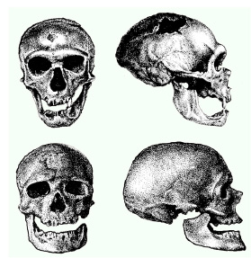 CroMagnonNeanderthalSkull1.jpg