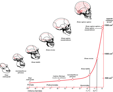 brainEvolution456.jpg