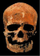 CroMagnonSkull41.jpg