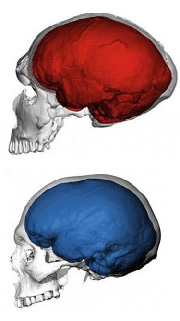 NeanderthalModernBrain44.jpg