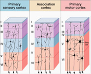 2Neocortex444.jpg