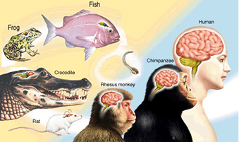 EvolutionBrainCompare478.jpg