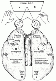 hemishererightleftsplit1.jpg