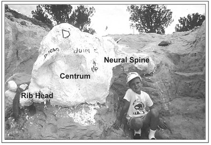 Figure 12.5. Annotated photograph of an excavated and plastered dinosaur bone.