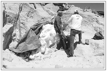 Figure 12.8. Photograph of an exposed and plastered portion of the Seismosaurus sacrum.