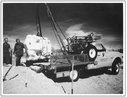 Figure 12.9. Photograph of a portion of the Seismosaurus sacrum being hoisted for removal from the site.