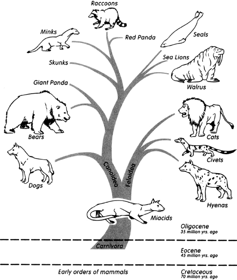 c1-fig-0001