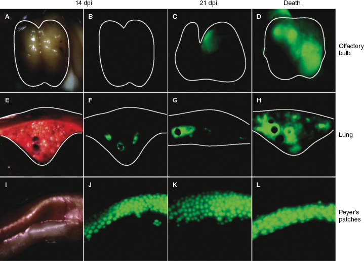 c26-fig-0002