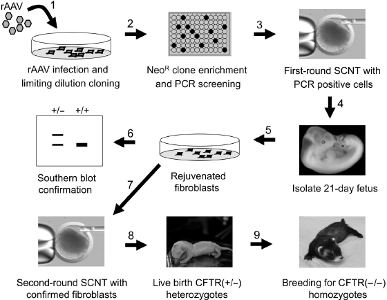 c28-fig-0005