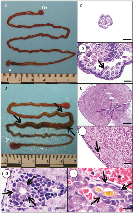 c28-fig-0007