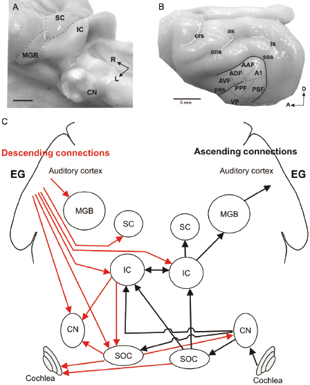 c29-fig-0006