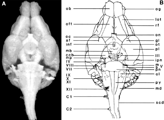 c3-fig-0002