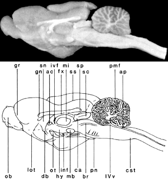 c3-fig-0004