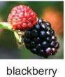 Photo of blackberries.