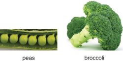 Photo of peas and broccoli