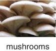 Photo of mushrooms.