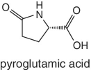 Skeletal formulas of pyroglutamic acid.