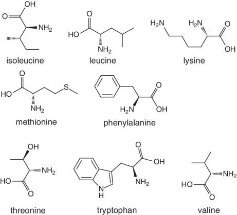 Skeletal formula of isoleucine, leucine, lysine, methionine, phenylalanine, threonine, tryptophan, and valine.