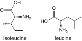 Skeletal formula of isoleucine and leucine.