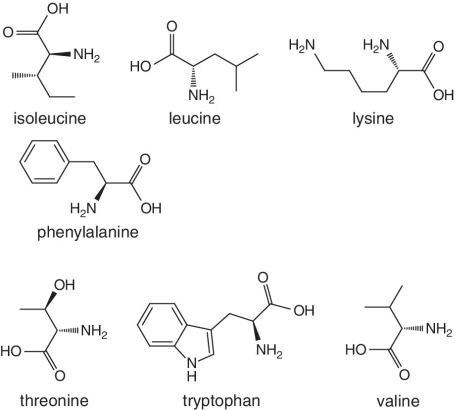 Skeletal formula of isoleucine, leucine, lysine,  phenylalanine, threonine, tryptophan, and valine.