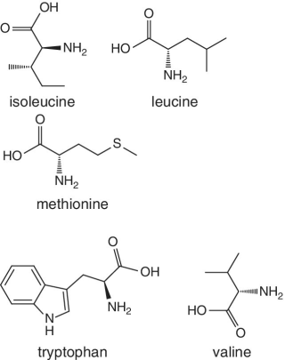 Skeletal formula of isoleucine, leucine, methionine, tryptophan, and valine.