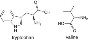 Skeletal formula of tryptophan and valine.