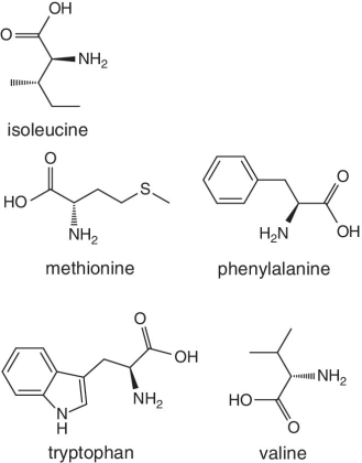 Skeletal formula of isoleucine, methionine, phenylalanine, tryptophan, and valine.