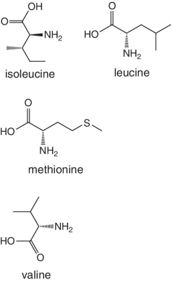 Skeletal formula of isoleucine, leucine, methionine, and valine.