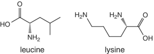 Skeletal formula of leucine and lysine.