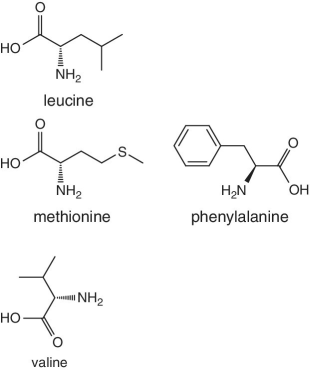 Skeletal formula of leucine, methionine, phenylalanine, and valine.