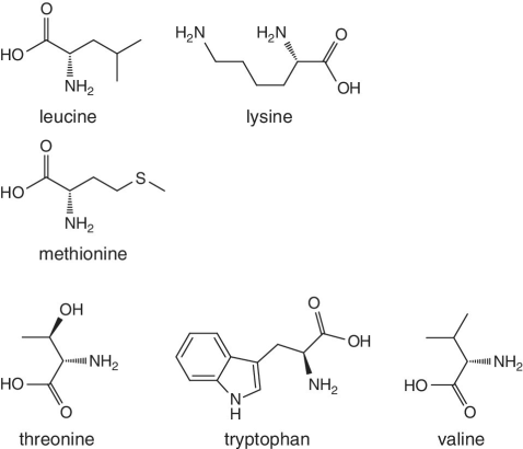 Skeletal formula of leucine, lysine,  methionine, threonine, tryptophan, and valine.