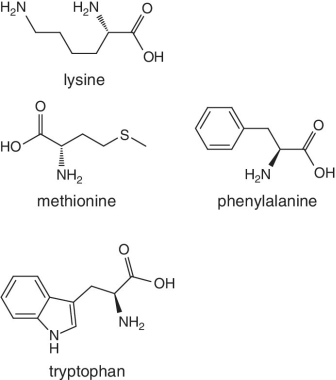 Skeletal formula of lysine,  methionine, phenylalanine, and tryptophan.