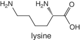 Skeletal formula of lysine.