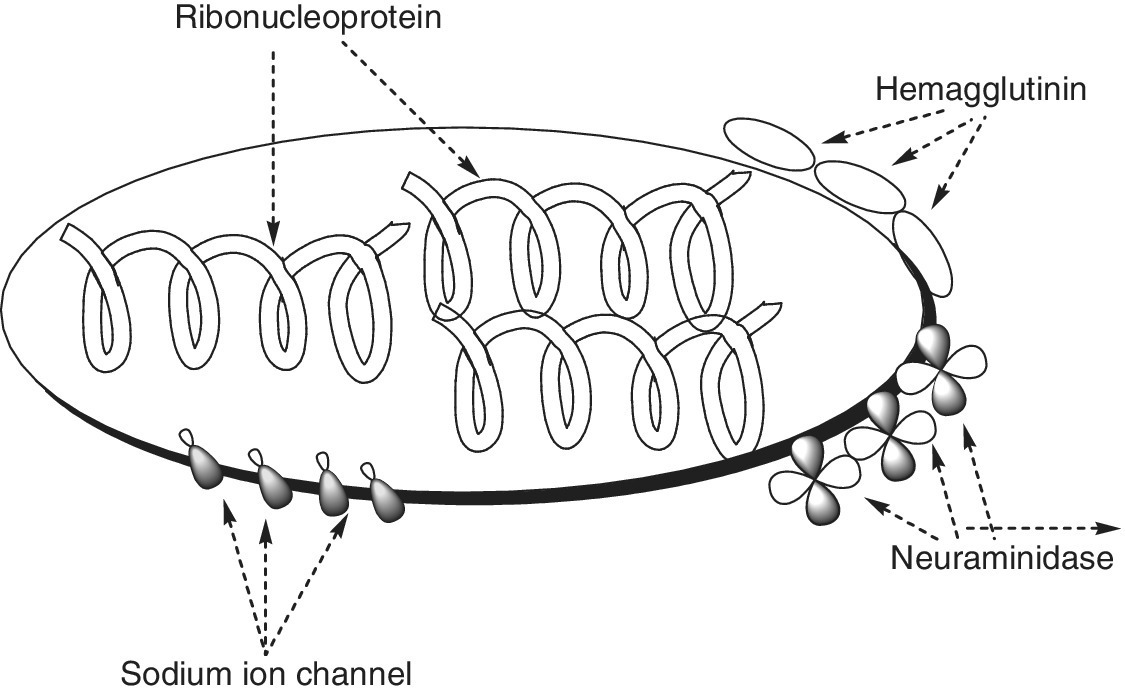 Schematic diagram of the influenza virus with its parts labeled ribonucleoprotein, hemagglutinin, sodium ion channel, and neuraminidase.