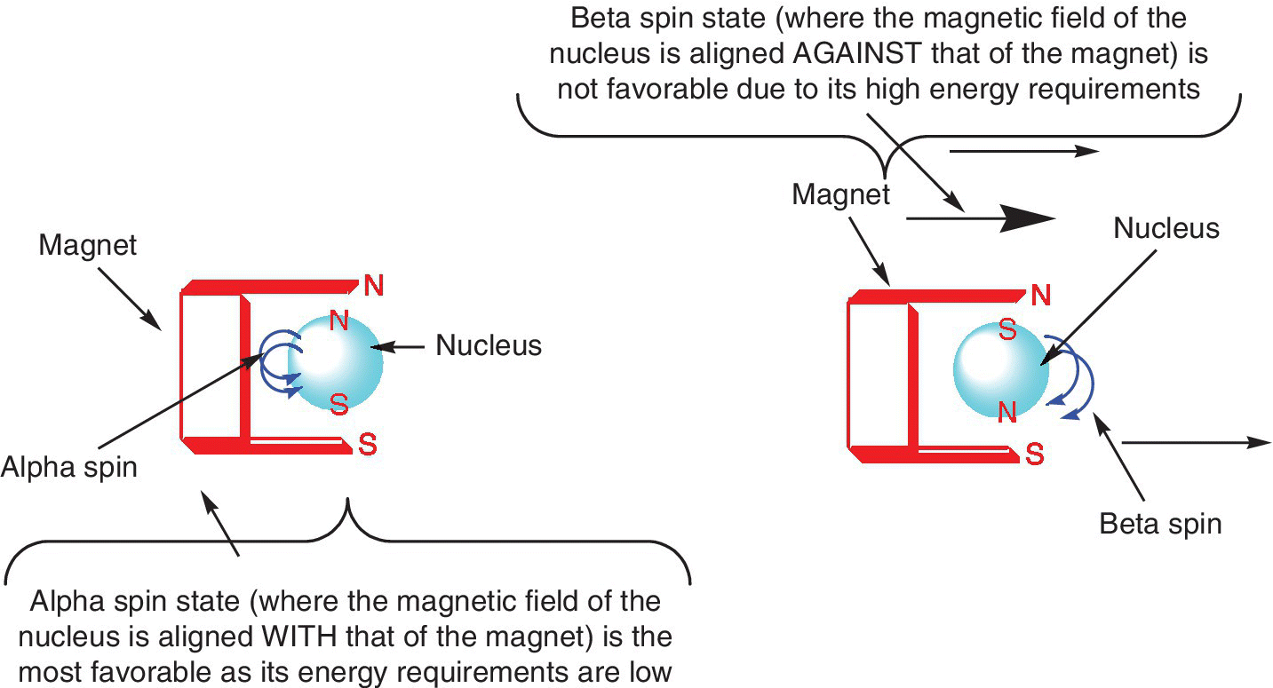 An illustration of alignment of nuclei with spin on a magnetic field for alpha spin (left) and beta spin (right) with parts labeled Magnet and Nucleus.