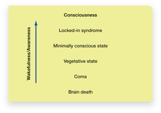 The figure enlists the six types of consciousness that ranges from brain death to normal levels of wakefulness.