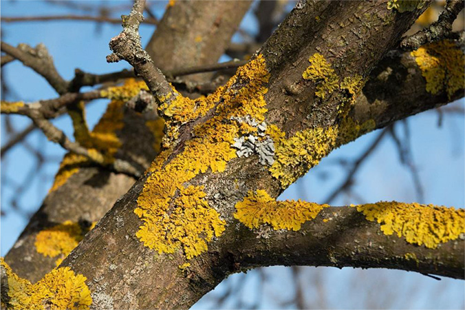 Ein Bild, das Baum, draußen, Zweig, Pilz enthält.  Automatisch generierte Beschreibung