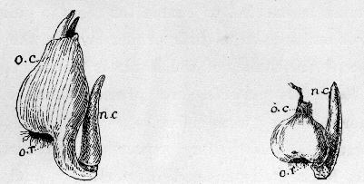 Colchicum. o. c. old corm; n. c. new growth; o. r. old roots.