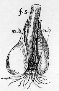 Tulip. d. disc of old bulb; f. s. flower and leaf-stalk which have eaten up old bulb; n. b. new bulb and offsets.