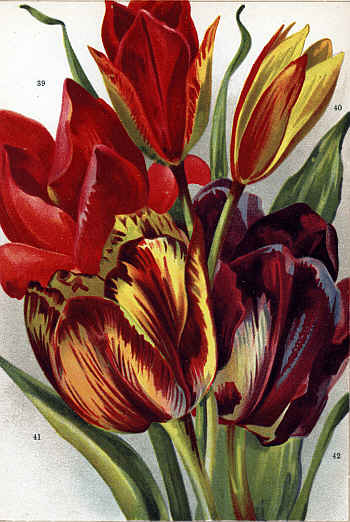 TULIPS (39-42)