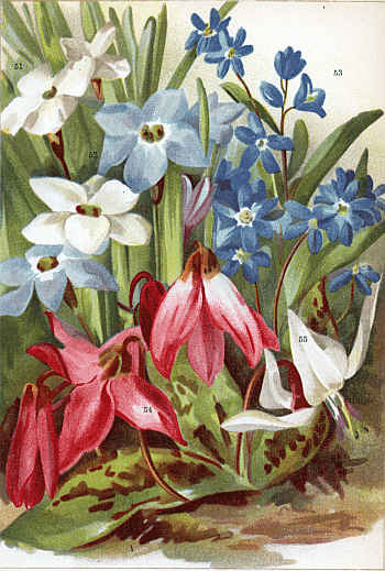 BRODIÆA UNIFLORA (51-52), CHIONODOXA SARDENSIS (53), ERYTHRONIUM DENS-CANIS (54-55)